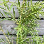 Vŕba smútočná (Salix sepulcralis) ´CHRYSOCOMA´ - výška 130-170 cm, kont. C5L